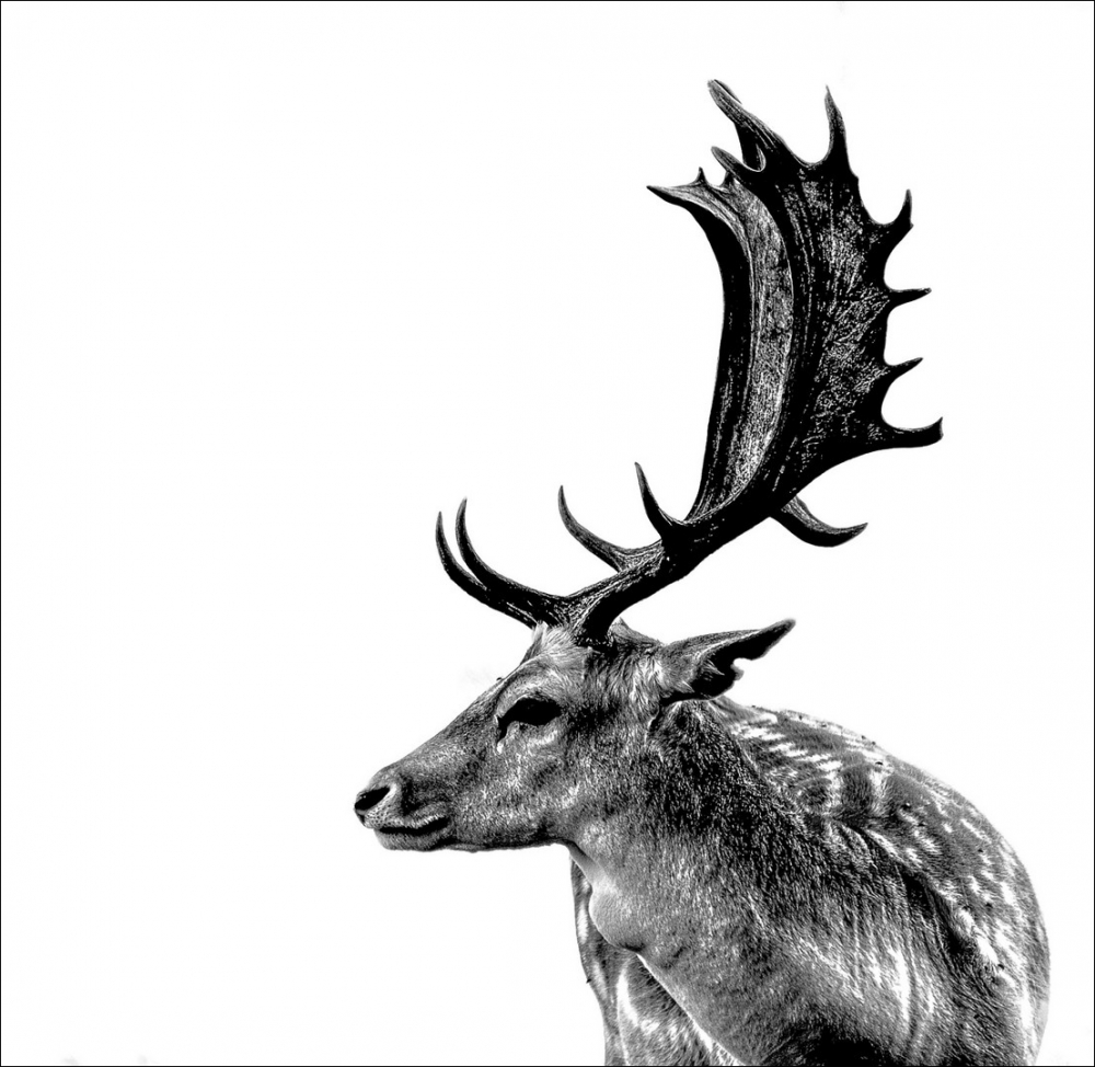 Joint 3rd Stag & flies by Ian Scotland
